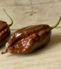 Chilli Black naga – Capsicum chinense – semena chilli – 6 ks