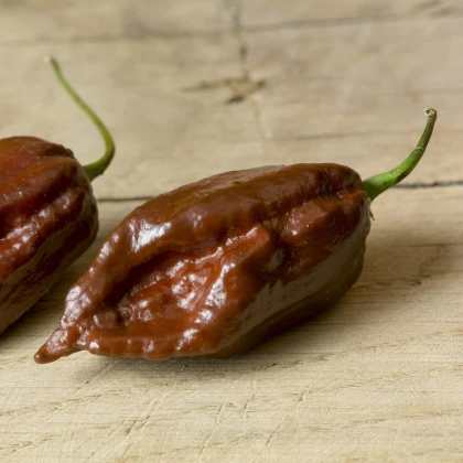 Chilli Black naga – Capsicum chinense – semena chilli – 6 ks