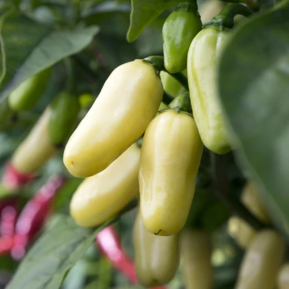 Chilli Habanero White - Capsicum chinense - semena chilli - 6 ks