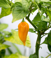Chilli žluté Bhut Jolkia - Capsicum chinense - semena chilli - 5 ks