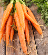 BIO Mrkev raná Amiva - Daucus carota - bio semena mrkve - 400 ks