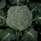 Brokolice Apolena F1 - Brassica oleracea L. - semena brokolice - 30 ks