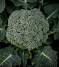 Brokolice Apolena F1 - Brassica oleracea L. - semena brokolice - 30 ks