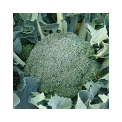 Brokolice Apolena F1 - Brassica oleracea L. - semena brokolice - 30 ks