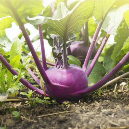 Kedluben raný modrý Ametyst F1 - Brassica oleracea - semena kedlubnu - 50 ks