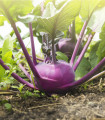 Kedluben raný modrý Ametyst F1 - Brassica oleracea - semena kedlubnu - 50 ks