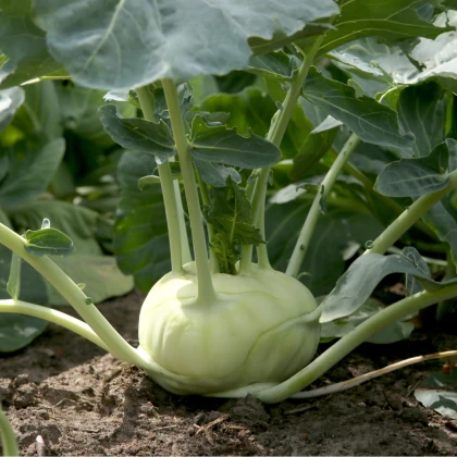 Kedluben bílý pozdní Gaston F1 - Brassica oleracea - semena kedlubnu - 50 ks