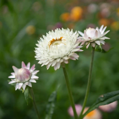 Smil listenatý White - Helichrysum bracteatum - semena smilu - 300 ks