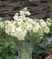 Nyári viola Anytime Yellow – Matthiola incana – nyári viola magok – 60 db