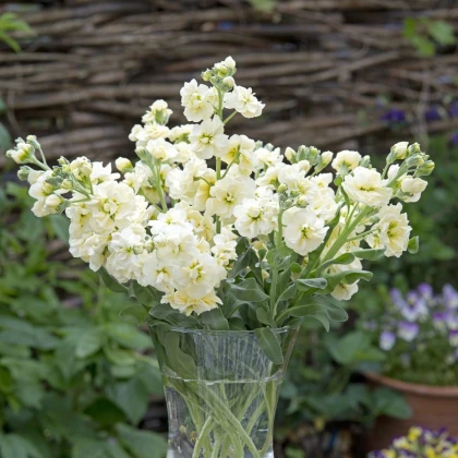 Fiala letní žlutá - Matthiola incana - semena fialy - 60 ks