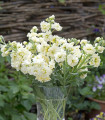 Nyári viola Anytime Yellow – Matthiola incana – nyári viola magok – 60 db