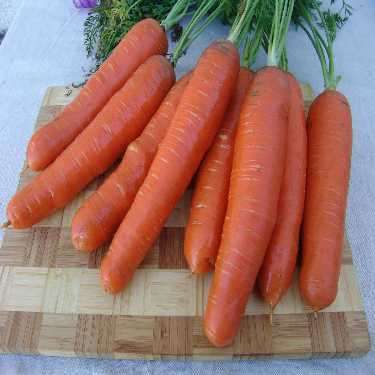 Mrkev Aneta F1 - Daucus carota - semena mrkve - 900 ks