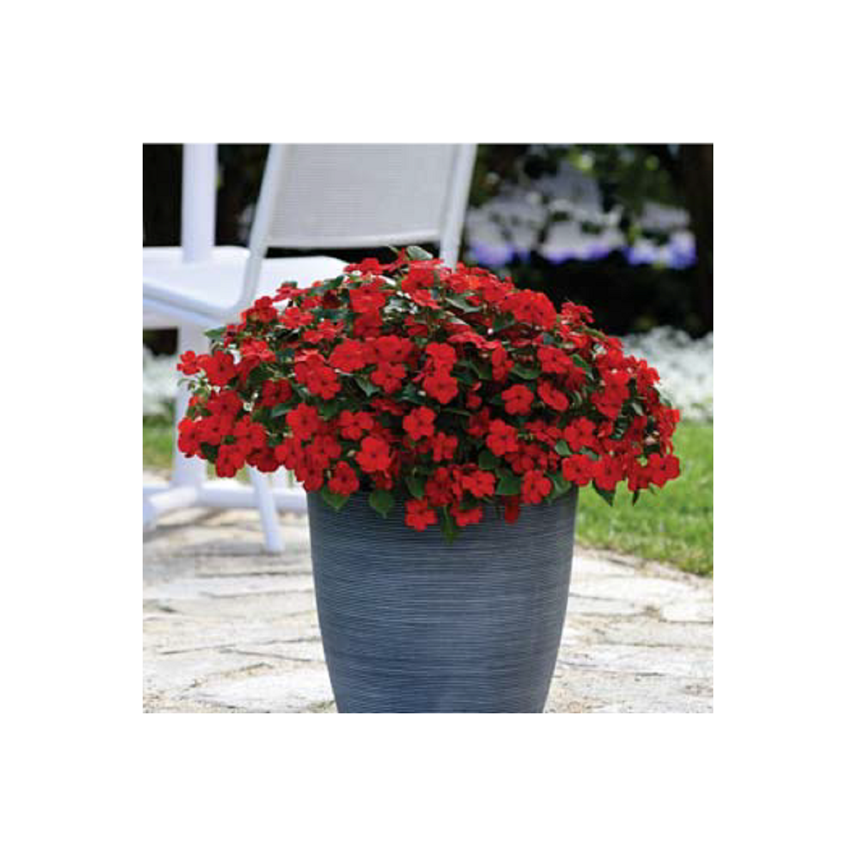 Netýkavka Beacon Bright Red F1 - Impatiens walleriana - semena netýkavky - 15 ks