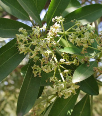 Pulai - Alstonia scholaris - semena pulai - 8 ks