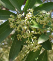 Pulai - Alstonia scholaris - semena pulai - 8 ks