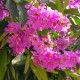 Lagerstroemie nádherná - Lagerstroemia floribunda - semena lagerstroemie - 7 ks