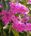Lagerstroemie nádherná - Lagerstroemia floribunda - semena lagerstroemie - 7 ks