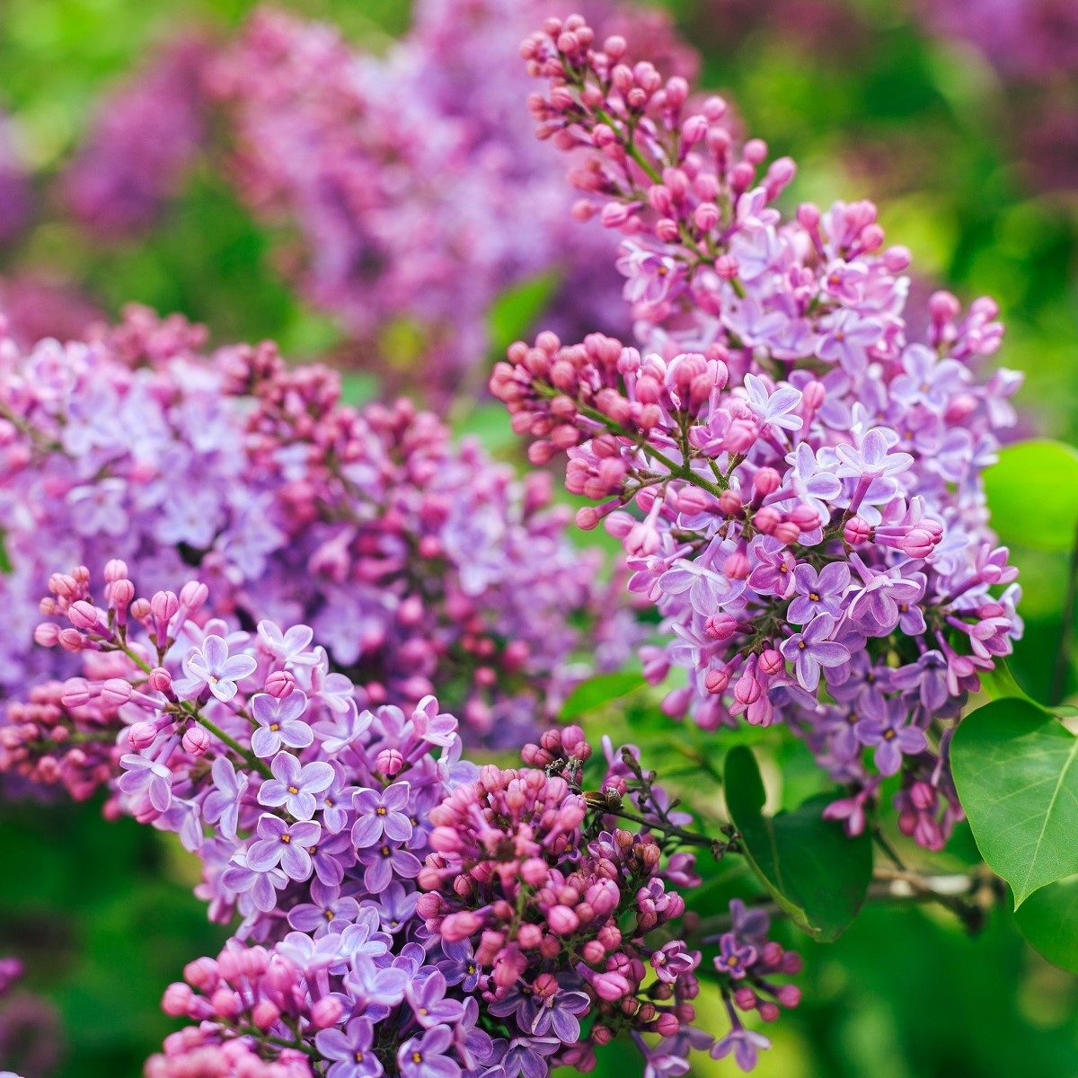 Šeřík obecný - Syringa vulgaris - semena šeříku - 8 ks