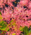 Ruj vlasatá - Cotinus coggygria - semena ruje - 7 ks