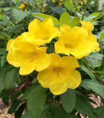 Protiha stans - Tecoma stans - semena protihy - 10 ks