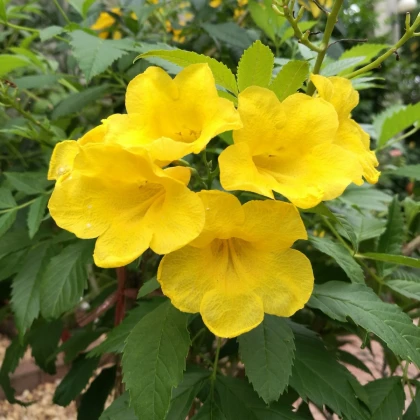 Protiha stans - Tecoma stans - semena protihy - 10 ks