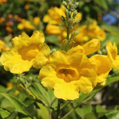 Protiha stans - Tecoma stans - semena protihy - 10 ks