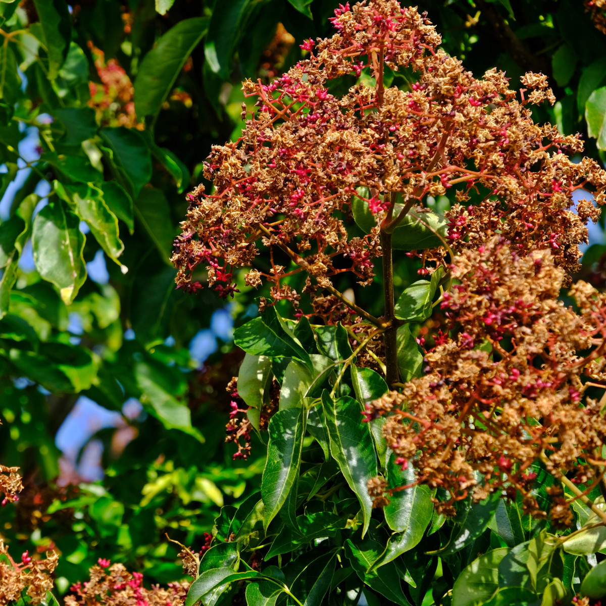 Ampák Danielův - Tetradium daniellii - semena evodie - 7 ks