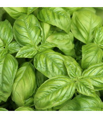 Bazalka pravá - Ocimum basilicum - semena bazalky - 200 ks