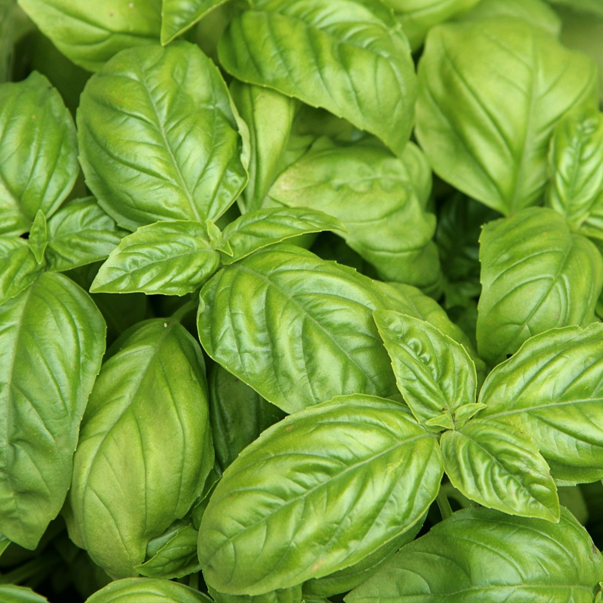 Bazalka pravá - Ocimum basilicum - semena bazalky - 200 ks