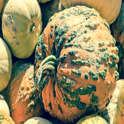 Tykev Knuckle Head F1 - Cucurbita pepo - semena tykve - 4 ks