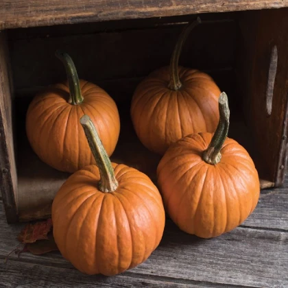 Tykev obecná Baby Bear - Cucurbita maxima - semena tykve - 4 ks