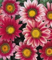 Gazánie New Day Pink Day F1 - Gazania rigens - semena gazánie - 20 ks