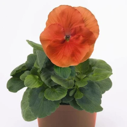 Violka tmavě oranžová Inspire F1 - Viola x wittrockiana - semena violky - 18 ks