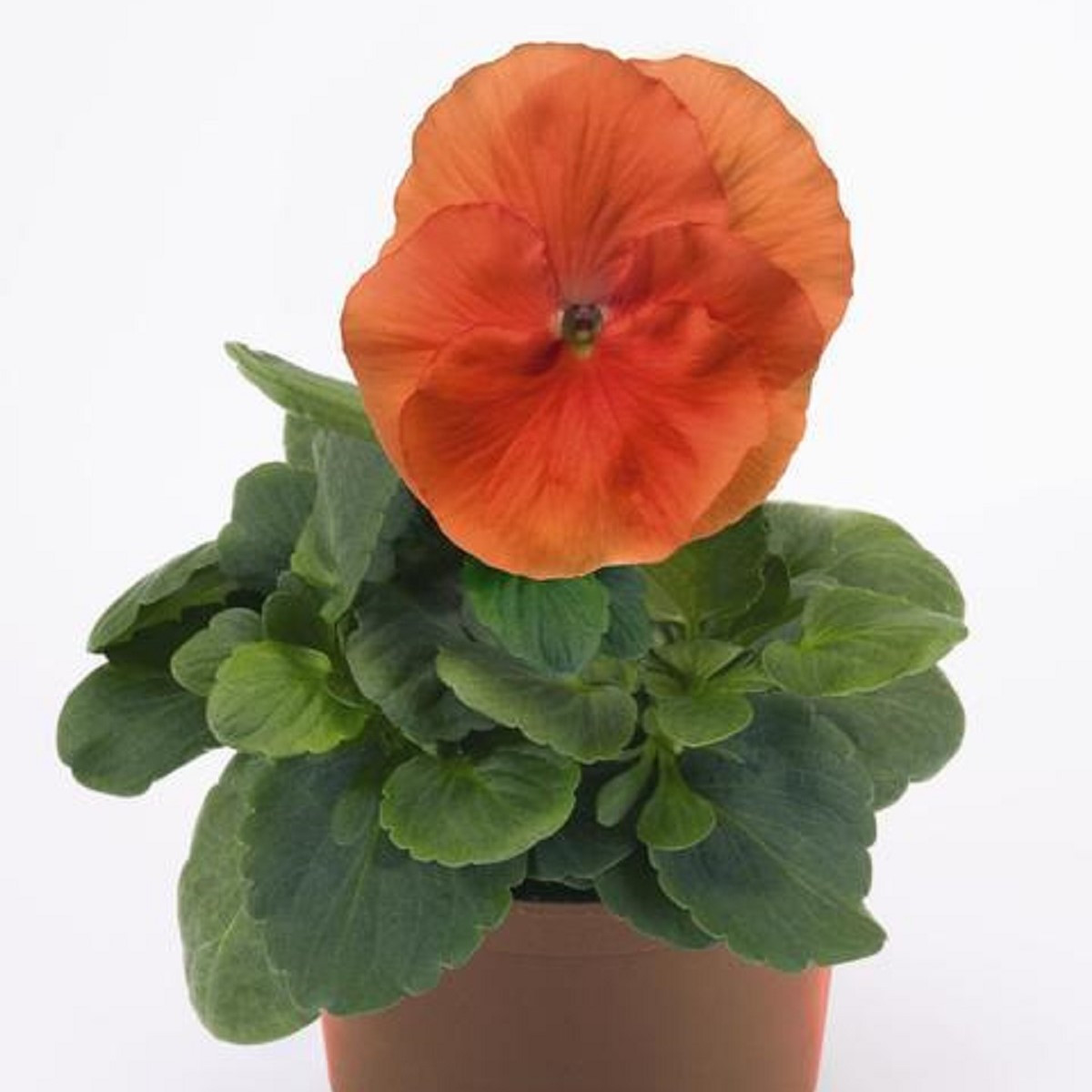 Violka tmavě oranžová Inspire F1 - Viola x wittrockiana - semena violky - 18 ks