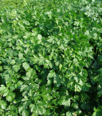 Petržel Fest - Petroselinum crispum - semena petržele - 450 ks