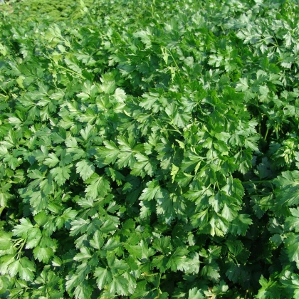 Petržel Fest - Petroselinum crispum - semena petržele - 450 ks