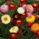 Slaměnka směs k sušení - Helichrysum bracteatum - semena slaměnky - 350 ks