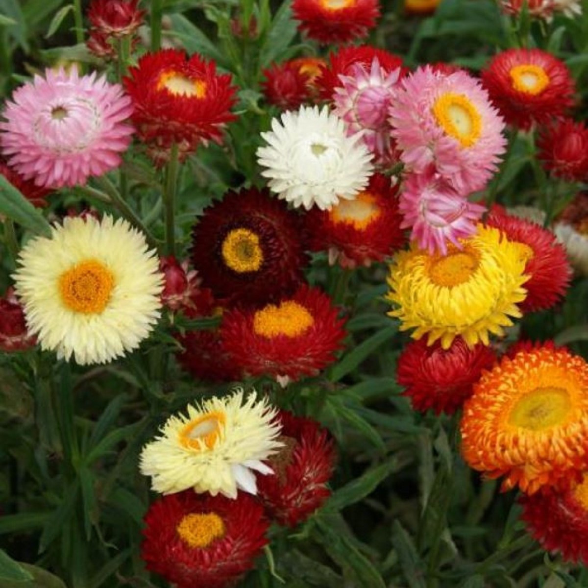 Slaměnka směs k sušení - Helichrysum bracteatum - semena slaměnky - 350 ks