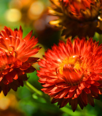 Slaměnka červená - Helichrysum bracteatum - semena slaměnky - 500 ks