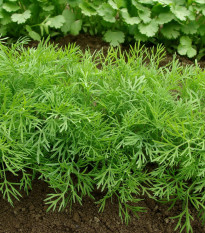 Kopr vonný Ella - Anethum graveolens - semena kopru - 400 ks
