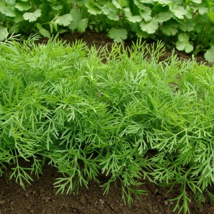 Kopr vonný Compact - Anethum graveolens - semena kopru - 500 ks