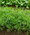Kopr vonný Compact - Anethum graveolens - semena kopru - 500 ks