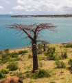 Baobab suarézský - Lahvový strom - Adansonia suarezensis - semena baobabu - 2 ks