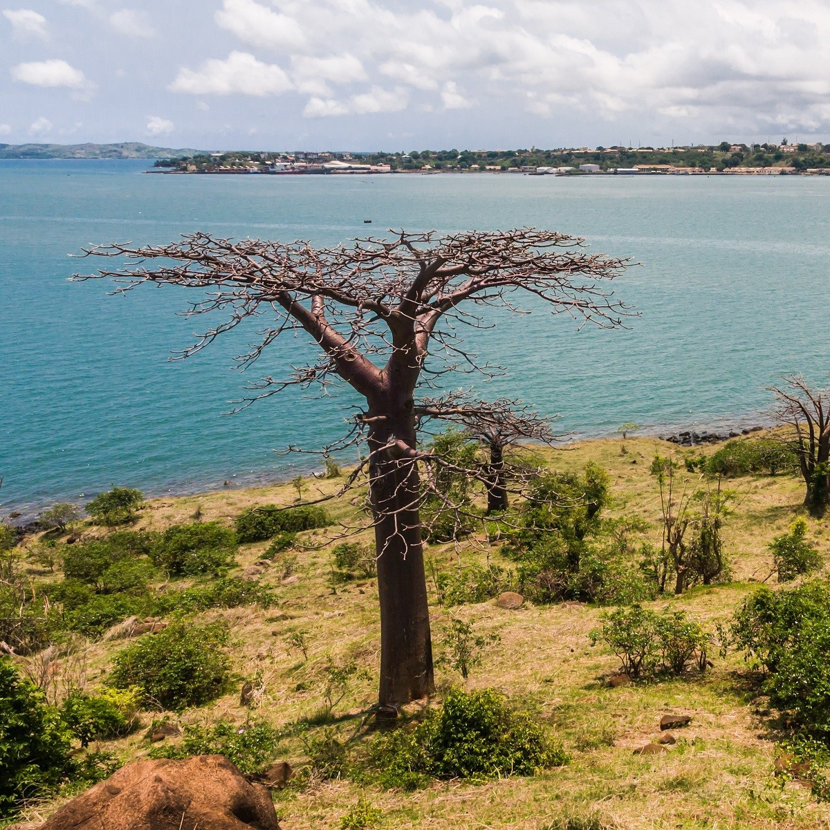 Baobab suarézský - Lahvový strom - Adansonia suarezensis - semena baobabu - 2 ks
