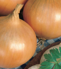Cibule ozimá Augusta - Allium cepa - semena cibule - 250 ks