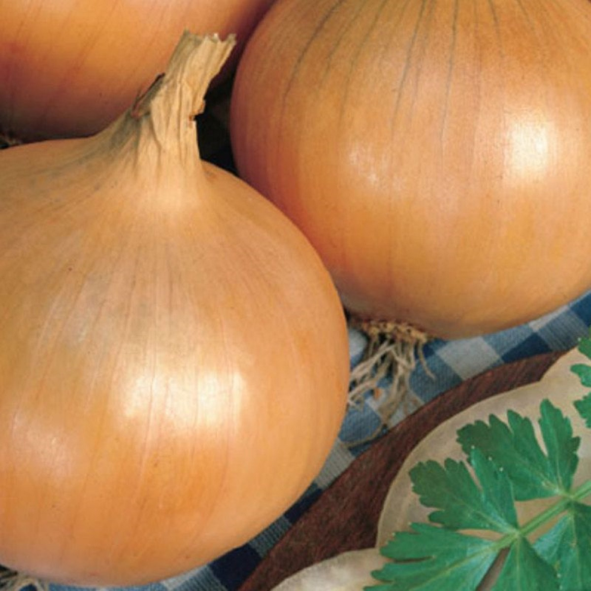 Cibule ozimá Augusta - Allium cepa - semena cibule - 250 ks