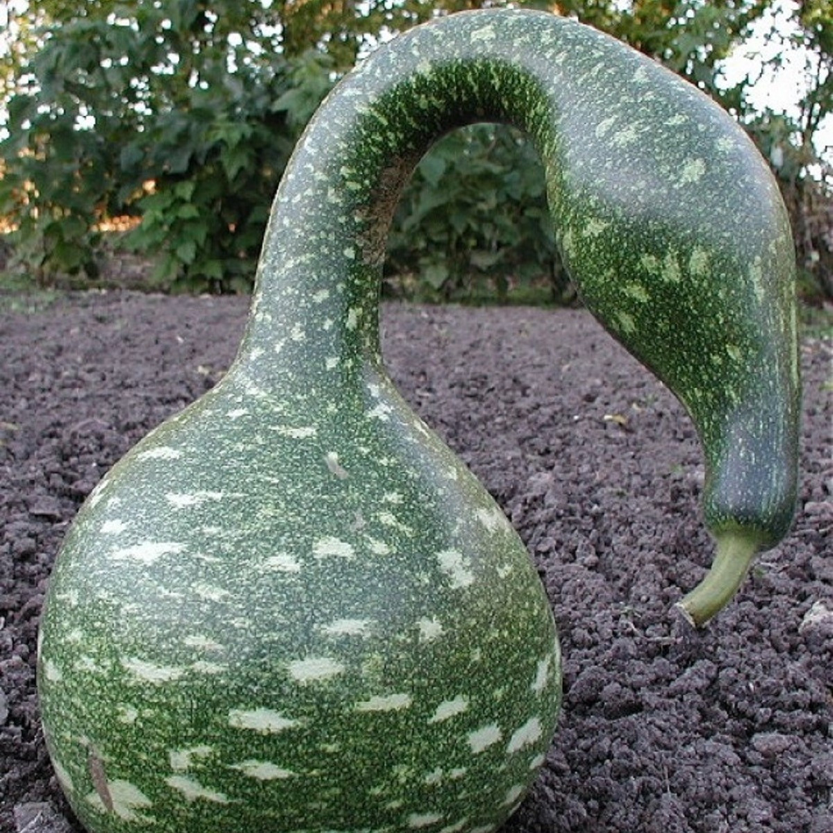 Lagenárie Speckled Swan - Lagenaria siceraria - semena lagenárie - 6 ks