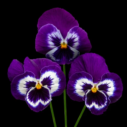 Violka fialovobílá Inspire F1 - Viola x wittrockiana - semena violky - 20 ks