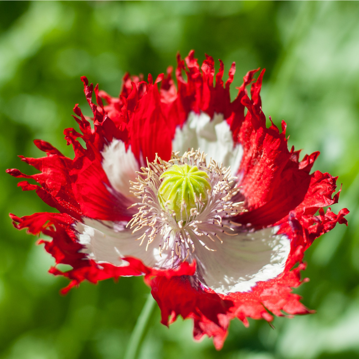 Mák setý Danish Flag - Papaver somniferum - semena máku - 150 ks