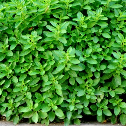 Oregano Zaatar - Origanum syriaca - semena oregana - 25 ks